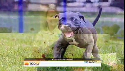 Someone Throws a Paralyzed Puppy in a Trash Bin – But Watch What Happens Next