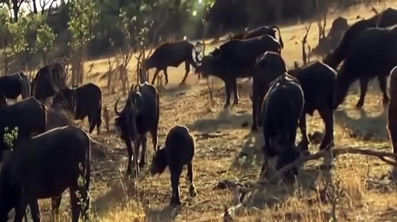 Lion Documentary 2016 BULL BUFFALLO vs LIONS OVERCOME DEATH NAT GEO WILD #2