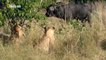 Discovery channel animals documentaries - Botswana Lion - Nature documentary 2016 Animal p
