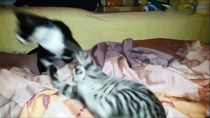 Kittens playing hard on sofa - Funny