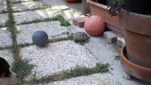 Turtle and Dog are playing with a ball