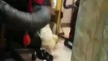 Cute Dog Hates Camera!