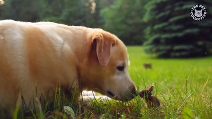 Unlikely Pet Pals || Funny Pet Compilation