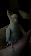 Buzz : Cet oiseau imite à la perfection la sonnerie de l'iPhone !