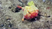 Unknown Species Caught In Puerto Rico Sea