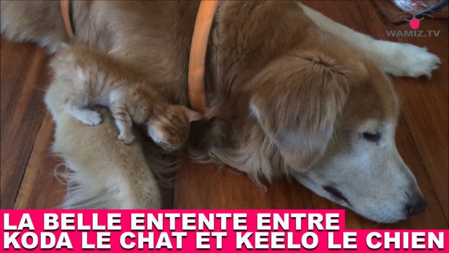 La belle entente entre Koda le chat et Keelo le chien ! Regardez la vidéo dans la minute chat #171