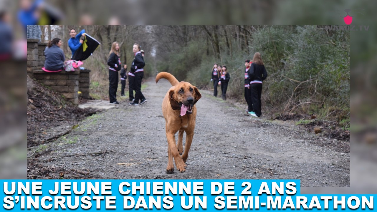Une jeune chienne de 2 ans s'incruste dans un semi-marathon ! Tout de suite dans la minute chien #170