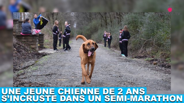 Une jeune chienne de 2 ans s'incruste dans un semi-marathon ! Tout de suite dans la minute chien #170