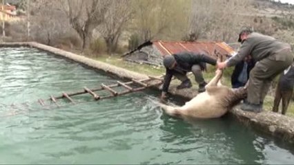 Havuza Düşen Gebe Geyik Kurtarıldı