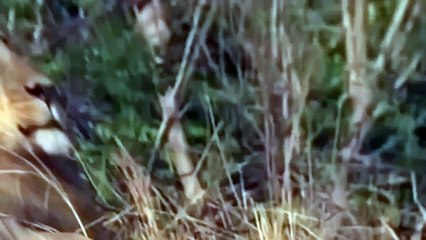 Lions vs Croc - Fear in the River -( 80
