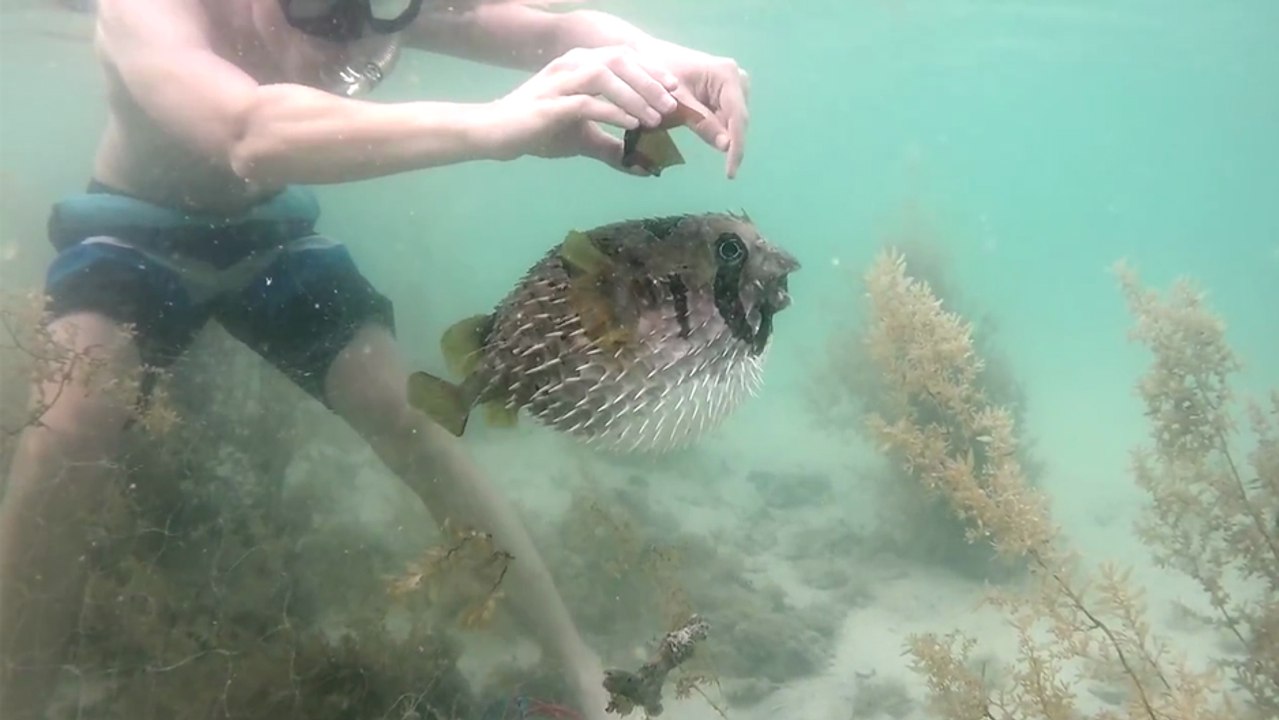 Il se sert d'une bouteille cassée pour liberer un poisson-globe