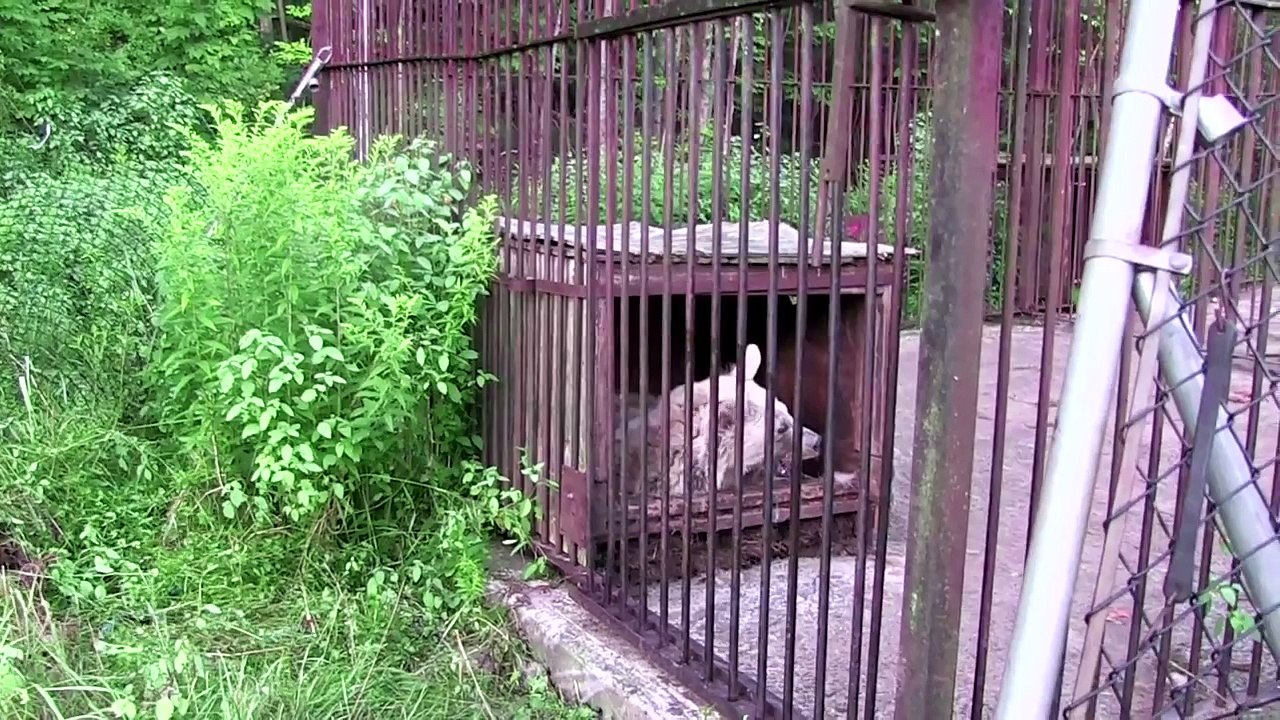 Rescued Bear's Shocking Transformation