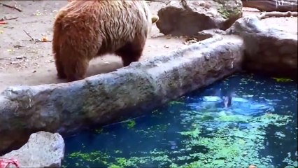 ayının merhameti belkide bir çok insandan daha merhametli