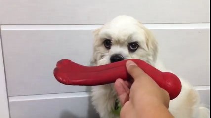 sevimli köpeğin şirin ve komik halleri