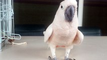 Cockatoo Farts and Runs Away - Funny Animals Channel