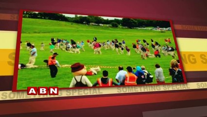 Soldier Crabs in Caribbean Shore