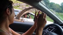Goat Attacks Woman's Car - Funny Animals Channel