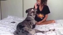 Funny videos - dog health care - funny dog, dogs and human