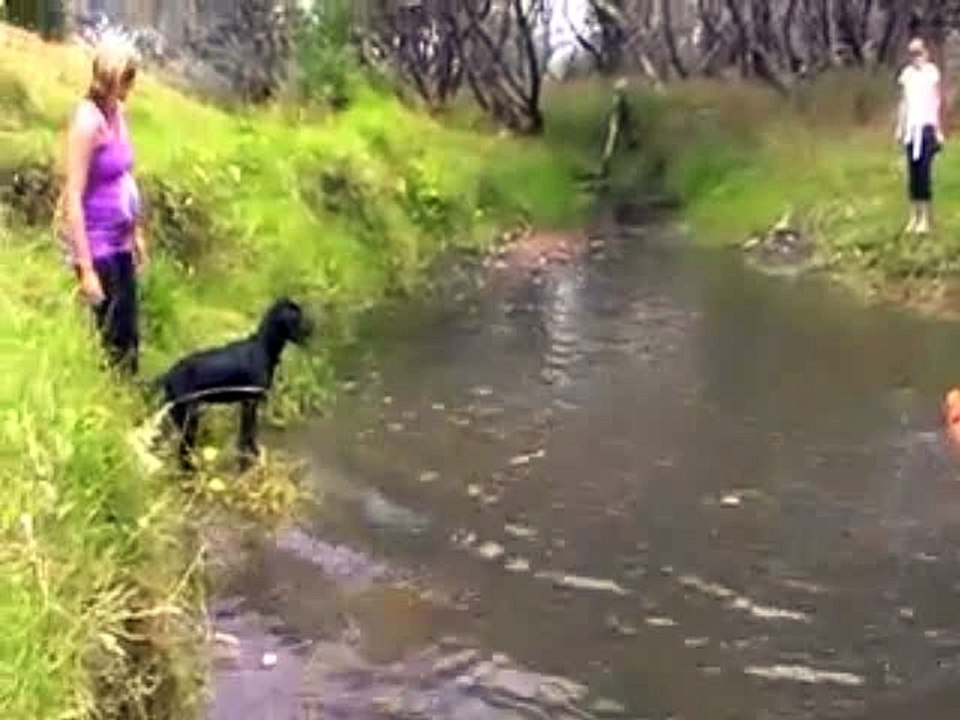 How To Teach Your Dog to Swim!