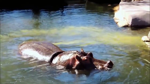 Farting animals compilation funny cats dogs horses passing gas