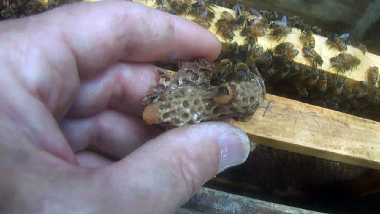 Queen Honey Bee Hatching in my hand top songs 2016 best songs new songs upcoming songs latest songs sad songs hindi songs bollywood songs punjabi songs movies songs trending songs mujra dance Hot songs