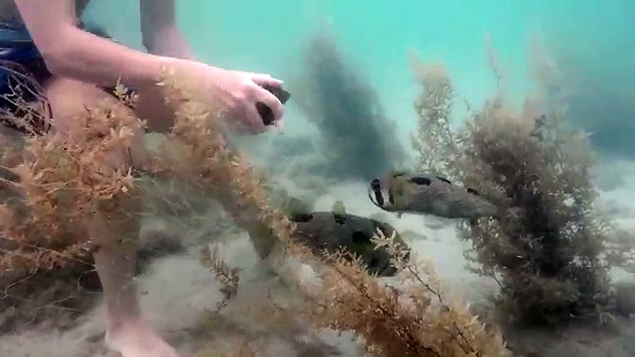 Le sauvetage d'un poisson porc-épic pris au piège dans un filet de pêche (Thaïlande)