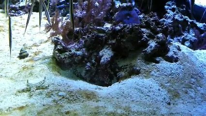 Une étoile de mer essaie de voler la cachette d'un poisson