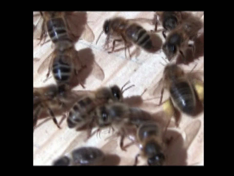Wie gefährlich sind Bienen wirklich ? Bienen im Haus oder Garten ,