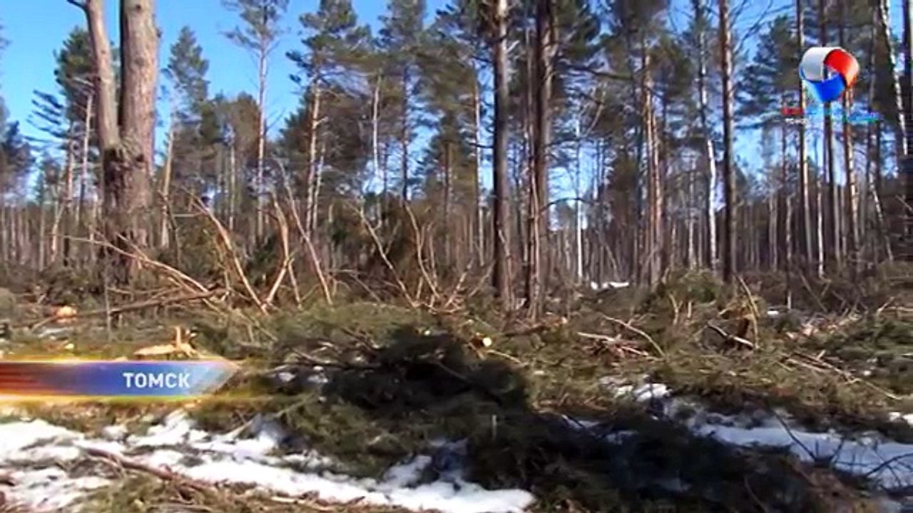 Томский ОНФ выявил очередную незаконную рубку леса на Кузовлевском тракте
