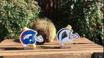 Teddy Bear the Porcupine Predicts Super Bowl 50 Winner