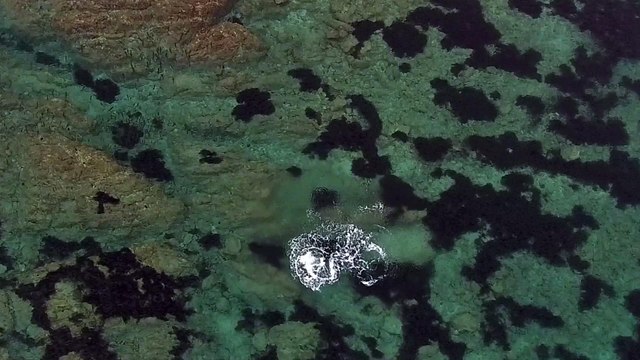 Une famille de dauphins filmée par un drone plage de Marinella à Ajaccio