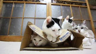 潰れた箱　Box and cat 2016#4
