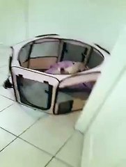 Un chat condamné à 2 ans de prison pour avoir aidé son pote le chien à s'évader.. Ahaha