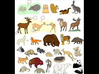 Sesli masal dinle borazan hayvanı