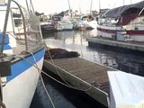 Holy Cow check out this Huge Sea Lion I stumbled into next to our boat!!