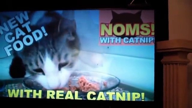 Talking Kitty Cat 25 - A Very Angry Kitty Cat