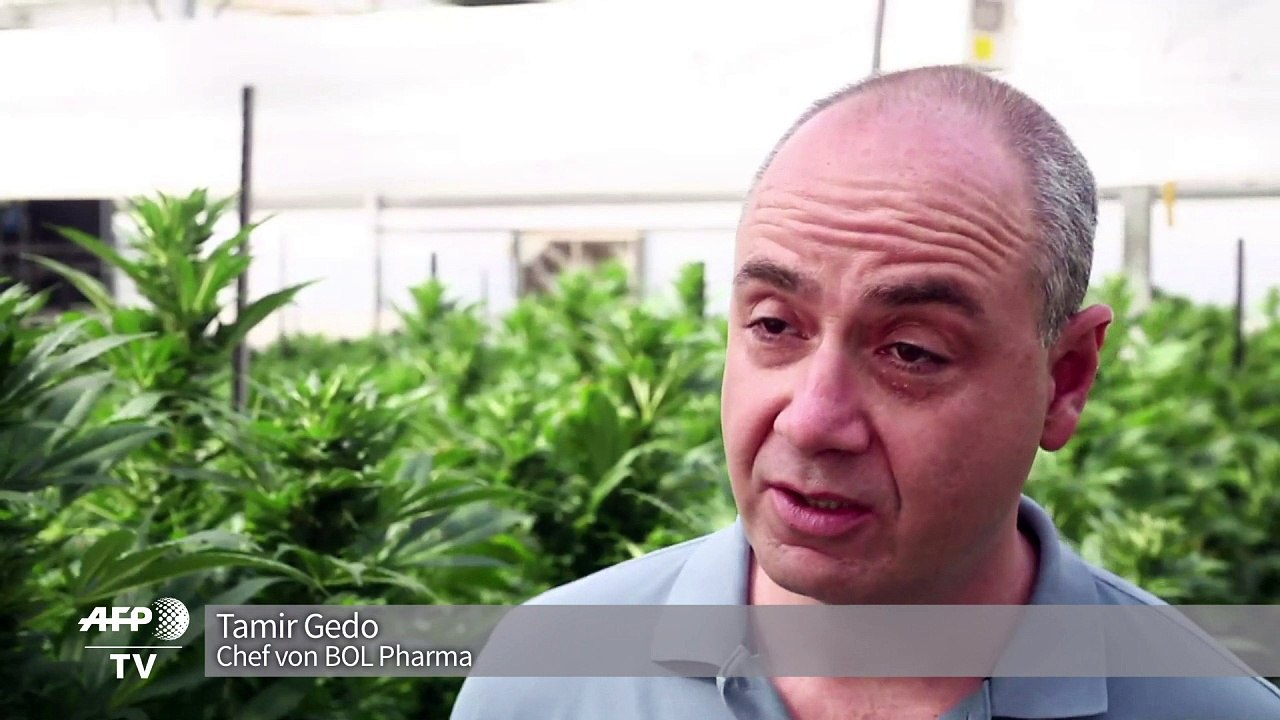 Kiffen auf Rezept: Rauschende Zukunft für Cannabis in Israel