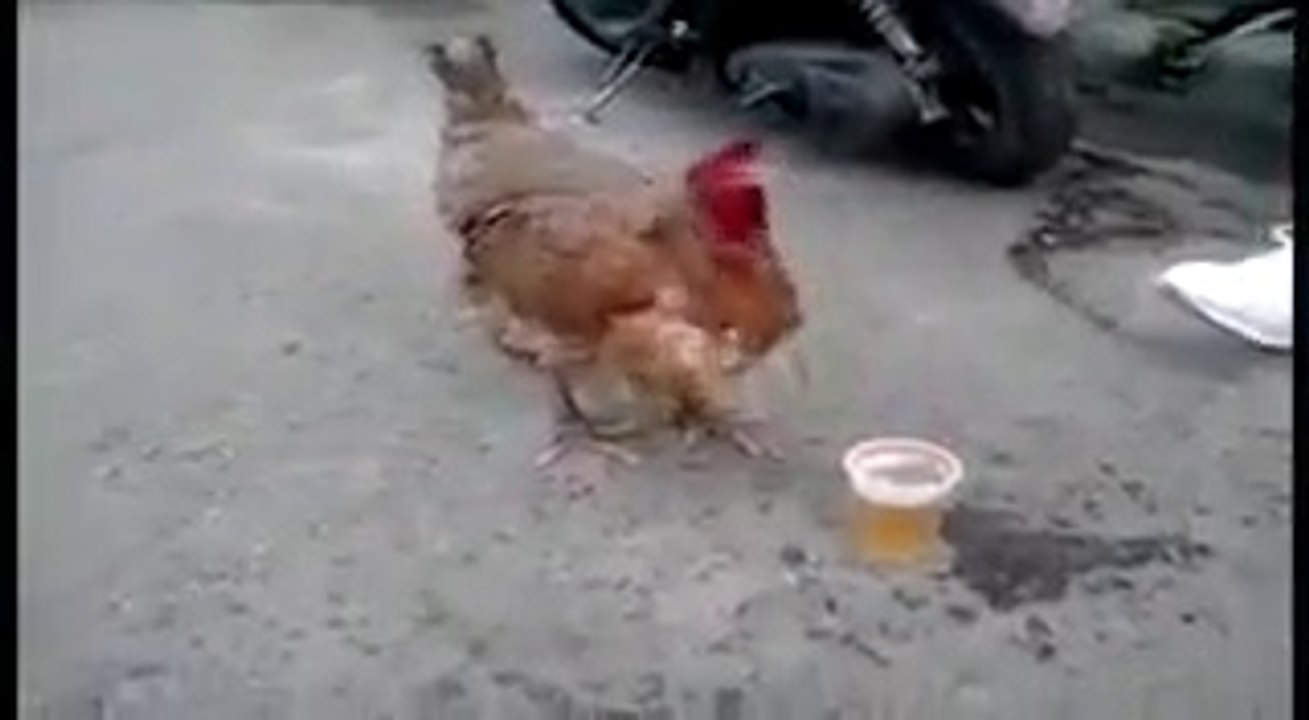 Insolito jajjajaja
