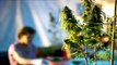U.S. Marijuana Legalization Is Hurting Mexican Cartels & Farmers