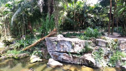 ★ George in Singapore - the Singapore zoo!