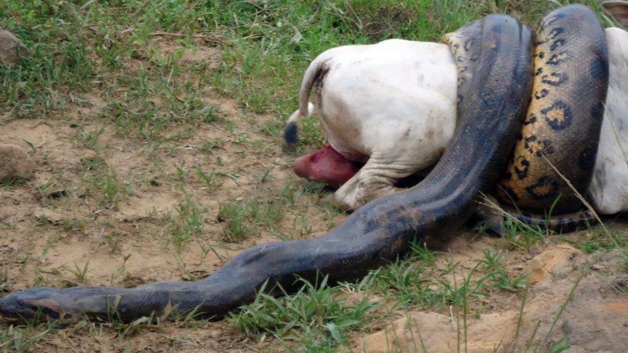 Giant Anaconda Attacks Cow 2015