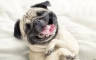 Funny animals - Pug Puppies - Baby cute Dog