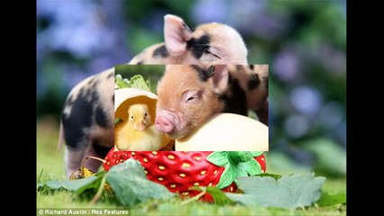 HD CON HEO ĐẤT Liên Khúc Remix   Giúp Bé Ăn Ngon Miệng