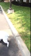 This English Bulldog Really Loves His Box