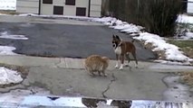Kedi ve köpek kavgası :D