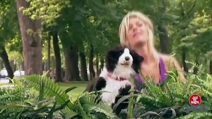 Köpeklere Yapılan Sahte Köpek Şakası :D