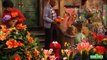 Sesame Street The Flower Show