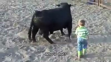 هذا لسع ماشاف ثيران اسبانيا والله كان ذبحته