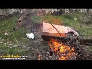 Sulama Havuzuna Düşen Gebe Geyiği Kurtaran Güzel İnsanlar