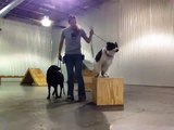 Sara and Guinness taking turns with agility